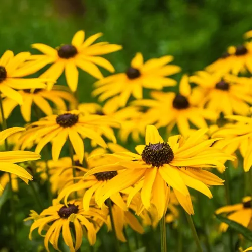 6x Wildflower Seed Assortment
