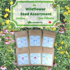 6x Wildflower Seed Assortment