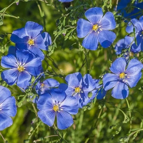 6x Wildflower Seed Assortment
