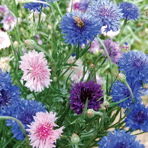 6x Wildflower Seed Assortment