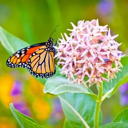 6x Wildflower Seed Assortment