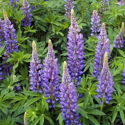 6x Wildflower Seed Assortment