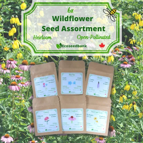 6x Wildflower Seed Assortment