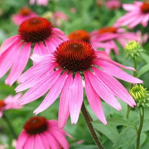 6x Wildflower Seed Assortment