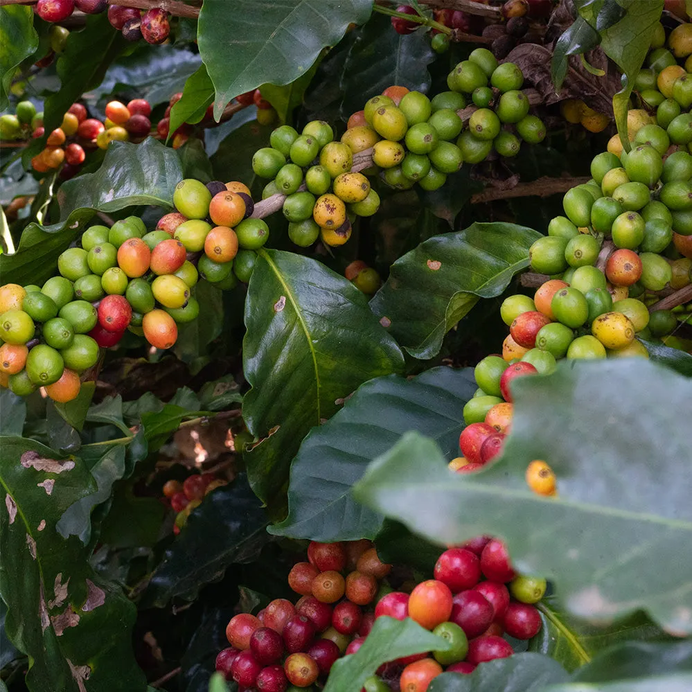 African Coffee Explorer Pack