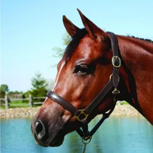 HDR Advantage Padded Leather Halter   FREE Custom Name Tag
