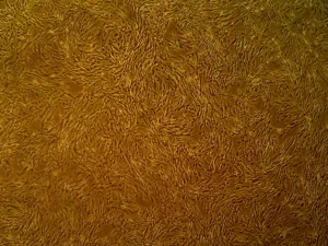 Human Aortic Smooth Muscle Cells (ACBRI 716)